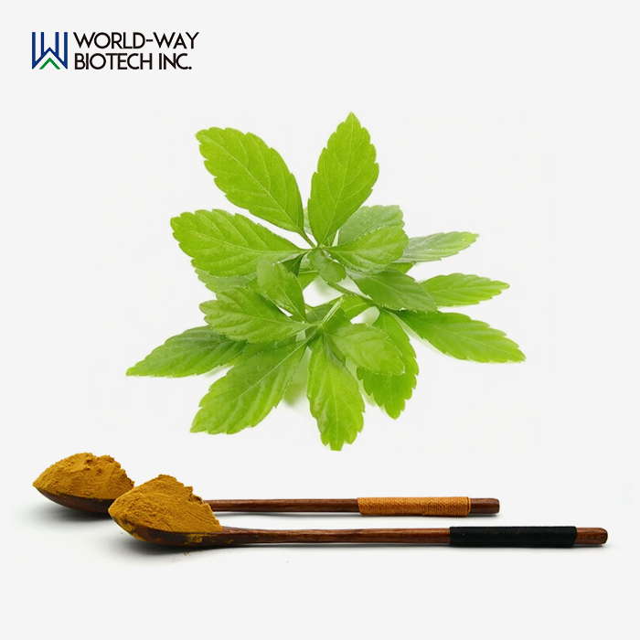 Gynostemma Pentaphyllum Extract Gynostemma Pentaphyllum Extract
